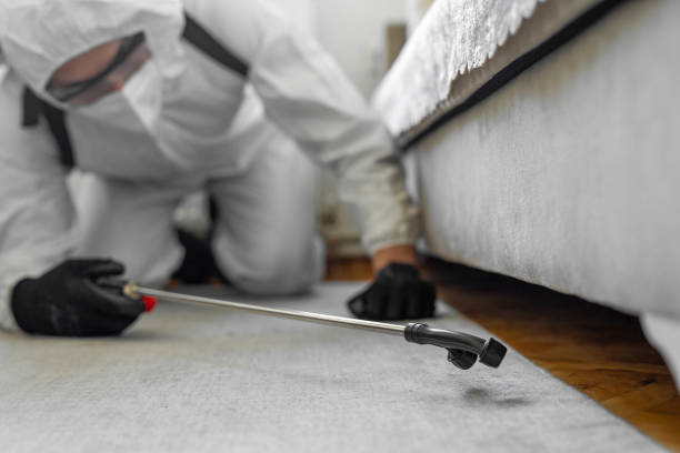 Professional Termite Control technician working in Black Jack, MO